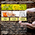 Tea grown without pesticides or chemical fertilizers Fukamushi tea bag 2.5g x 100p
